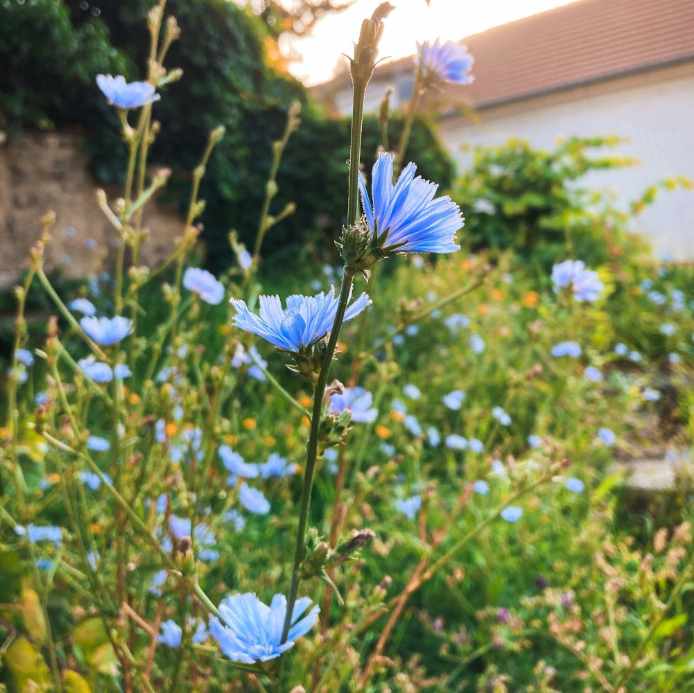 Growing Chicory