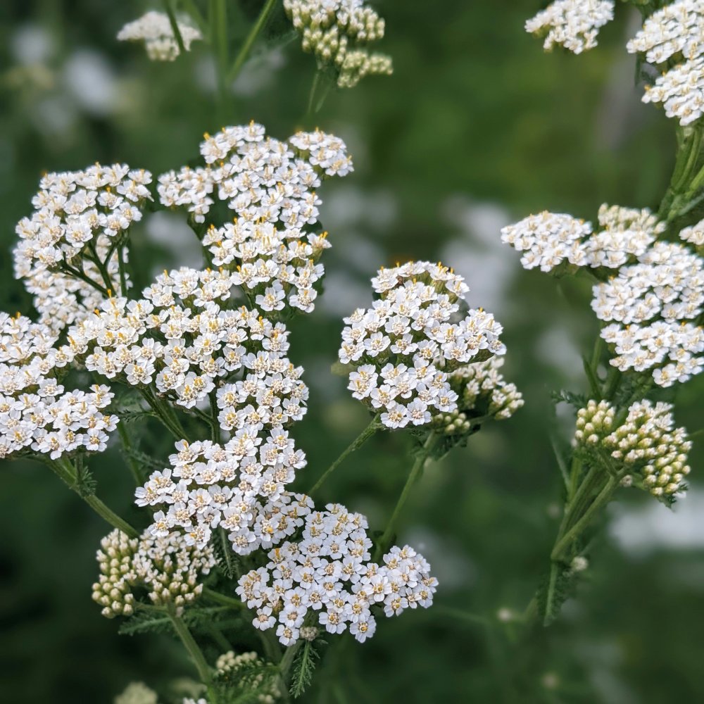 Yarrow flowers