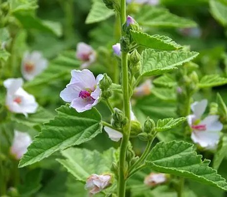 Common marshmallow plant